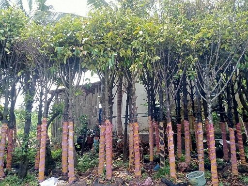 Bán Cây Măng Cụt Trưởng Thành Cao hơn 3m 2