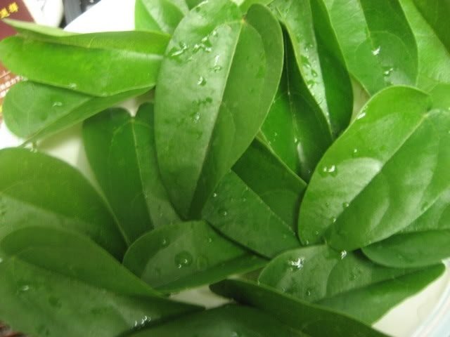 Sương Sâm Lá Trơn (cây trồng có lá làm thạch) 3