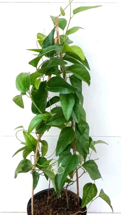 Sương Sâm Lá Trơn (cây trồng có lá làm thạch)
