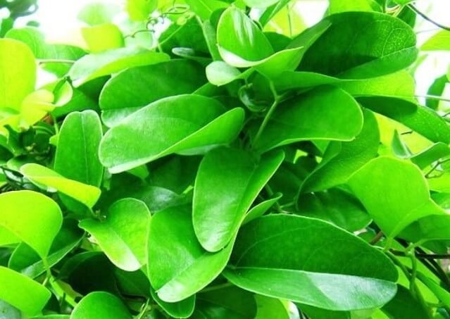 Sương Sâm Lá Trơn (cây trồng có lá làm thạch) 2