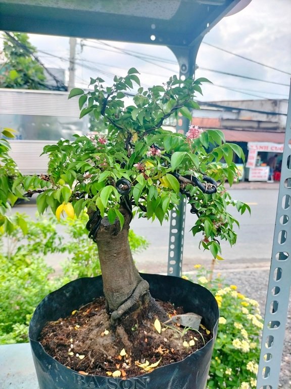 Cây Khế Bonsai Trồng Chậu 3