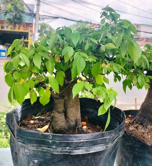 Cây Khế Bonsai Trồng Chậu 2