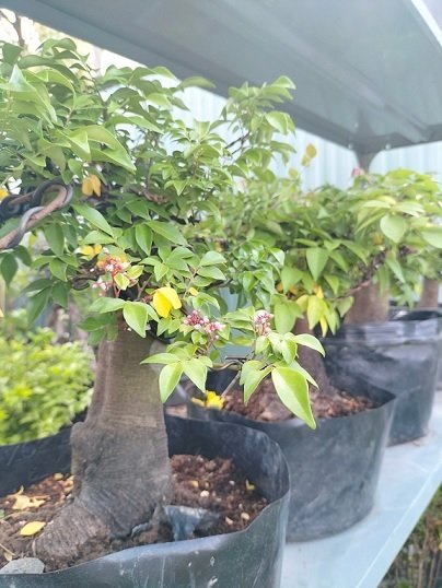 Cây Khế Bonsai Trồng Chậu