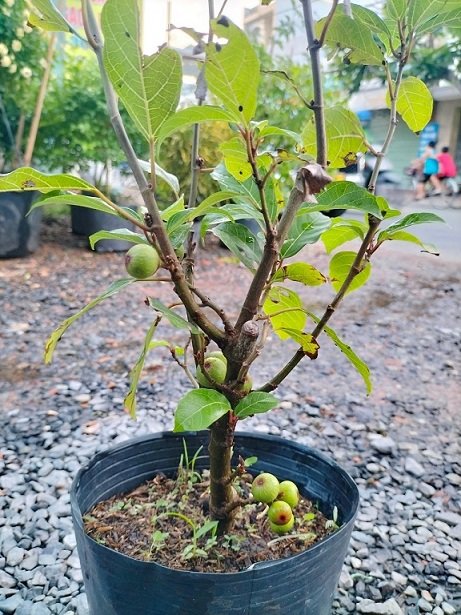 Cây Sung Nếp Siêu Trái 2