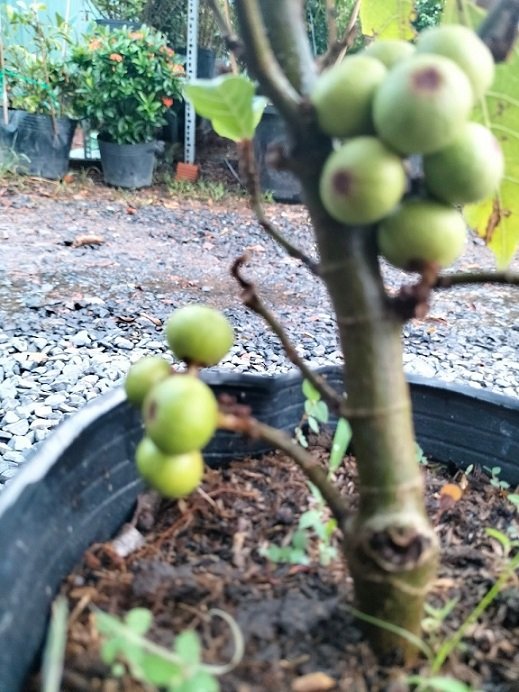 Cây Sung Nếp Siêu Trái 3