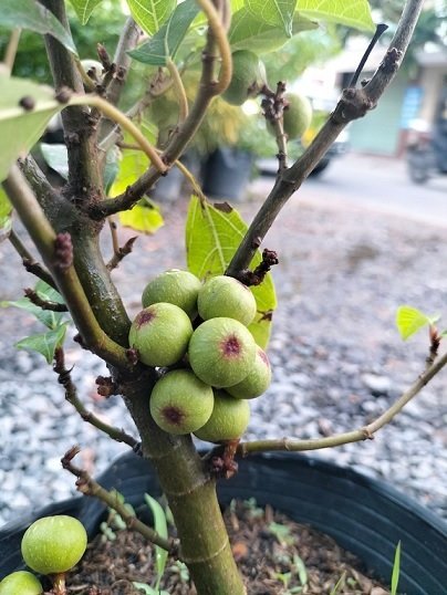 Cây Sung Nếp Siêu Trái