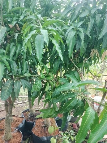 Cây Xoài Tứ Quý Trưởng Thành Cao 2m5 2