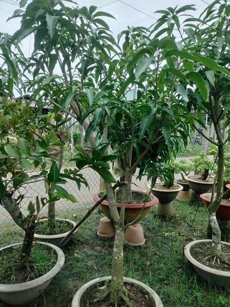 Cây Xoài Tứ Quý Trưởng Thành Cao 2m5