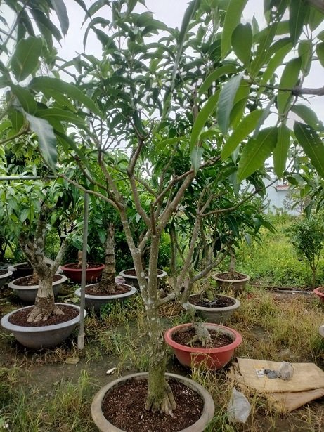 Cây Xoài Tứ Quý Trưởng Thành Cao 2m5 3