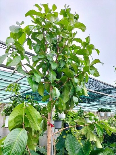 Bán Cây Mận Điều Đỏ Miền Tây Cao 3m Quận 12 3