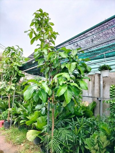 Bán Cây Mận Điều Đỏ Miền Tây Cao 3m Quận 12