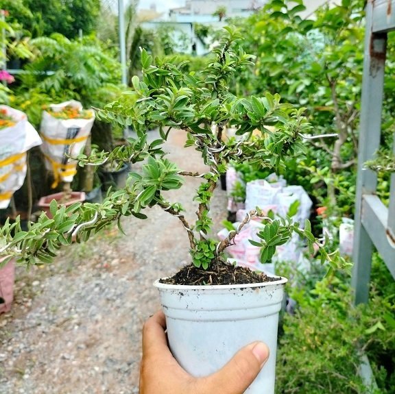 Cây Ổi Lá Rí Bonsai 3