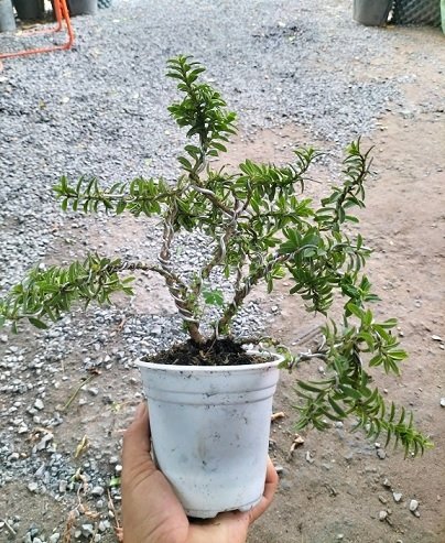 Cây Ổi Lá Rí Bonsai 2