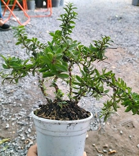 Cây Ổi Lá Rí Bonsai