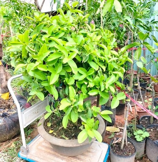 Cây Mận Hoàng Yến Gốc To Bonsai Trồng Chậu 3