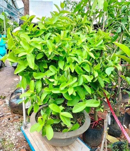 Cây Mận Hoàng Yến Gốc To Bonsai Trồng Chậu 2