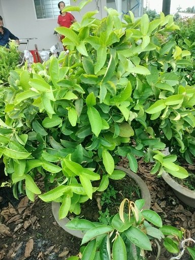 Cây Mận Hoàng Yến Gốc To Bonsai Trồng Chậu