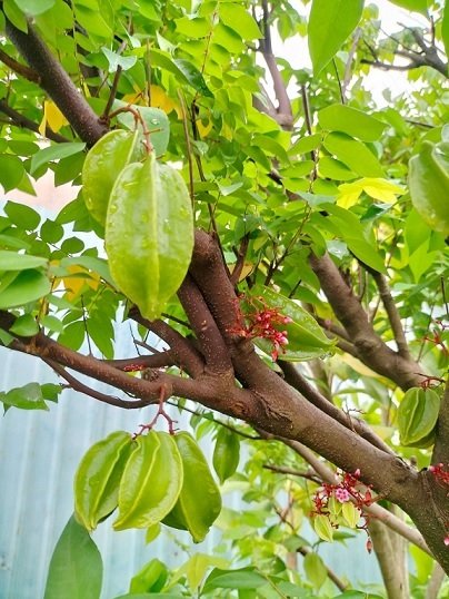 Cây Khế Trưởng Thành Trồng Chậu Đang Có Trái 2