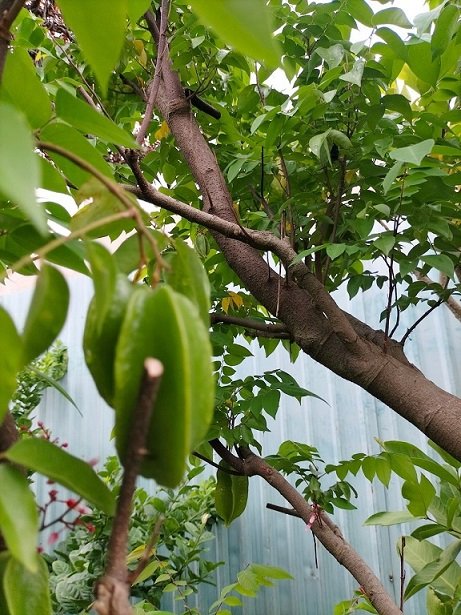 Cây Khế Trưởng Thành Trồng Chậu Đang Có Trái 3