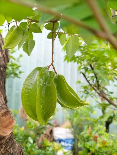 Cây Khế Trưởng Thành Trồng Chậu Đang Có Trái