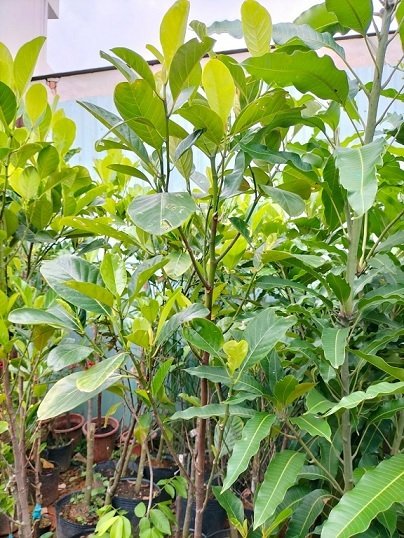 Cây Mít Ruột Đỏ Indo 2