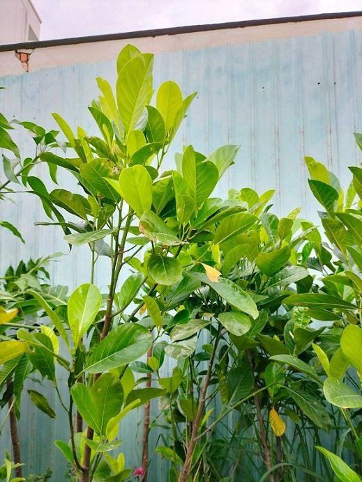 Cây Mít Ruột Đỏ Indo