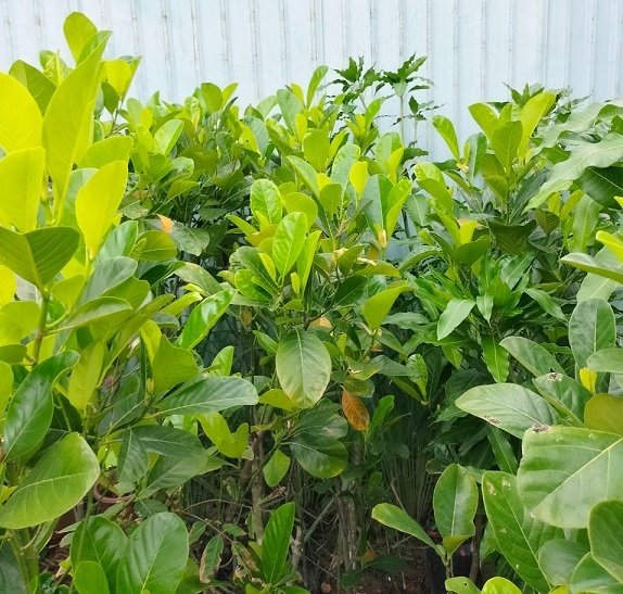 Cây Mít Ruột Đỏ Indo 3