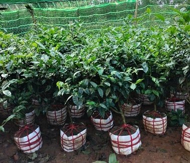 Cây Chè Xanh Thân Gốc To Lâu Năm (lá nấu nước uống)