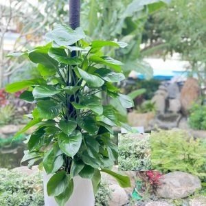 Cây Trầu Bà Leo Cột Trồng Chậu Nội Thất Ý Nghĩa Phong Thủy