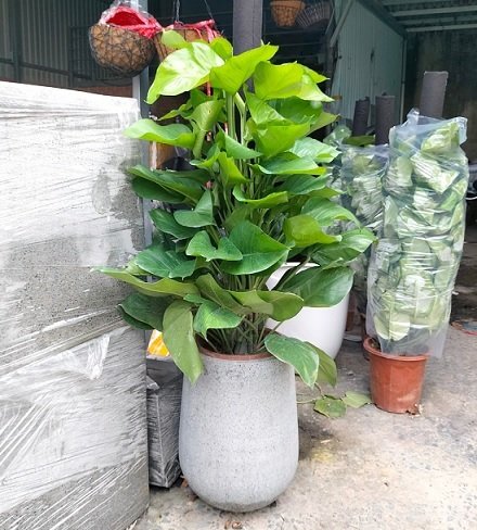 Cây Trầu Bà Leo Cột Trồng Chậu Nội Thất Ý Nghĩa Phong Thủy 2