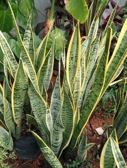 Cây Lưỡi Hổ Vàng Trồng Chậu Nội Thất Mang Ý Nghĩa Tốt 2