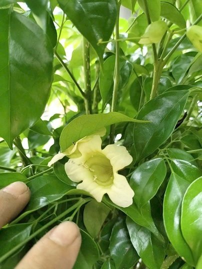 Cây Hạnh Phúc Trồng Chậu Nội Thất Trang Trí Đẹp 2