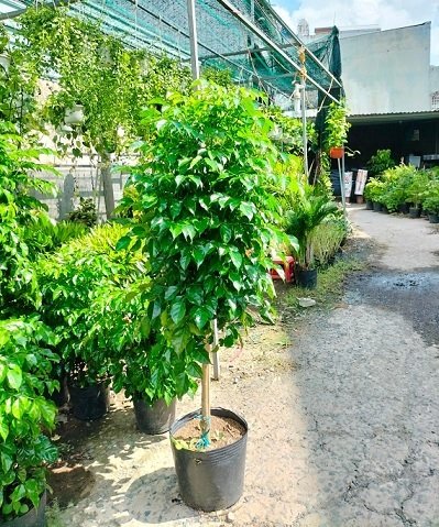Cây Hạnh Phúc Trồng Chậu Nội Thất Trang Trí Đẹp 3