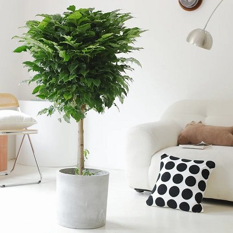 Cây Hạnh Phúc Trồng Chậu Nội Thất Trang Trí Đẹp