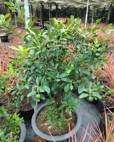 Cây Tắc Thân Gỗ Trồng Chậu