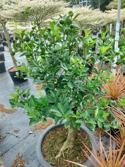 Cây Tắc Thân Gỗ Trồng Chậu 2