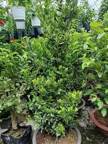 Cây Tắc Thân Gỗ Trồng Chậu 3