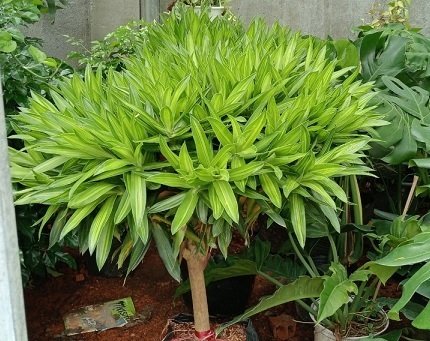 Cây Trúc Bách Hợp Trồng Chậu Trang Trí Nội Thất 3
