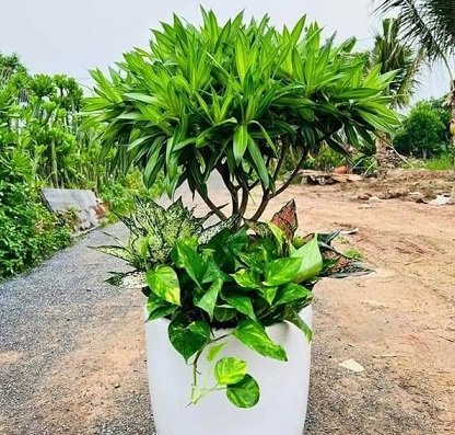 Cây Trúc Bách Hợp Trồng Chậu Trang Trí Nội Thất