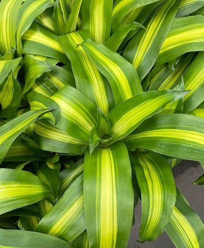 Cây Thiết Mộc Lan Trồng Chậu Nội Thất (bộ 5 thân)