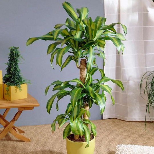 Cây Thiết Mộc Lan Trồng Chậu Nội Thất (bộ 5 thân) 3