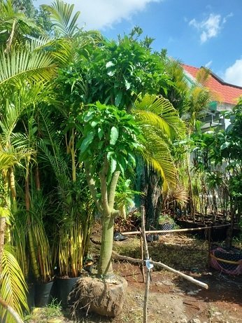 Cây Xoài Cát Hòa Lộc Trưởng Thành Cao 3m 2