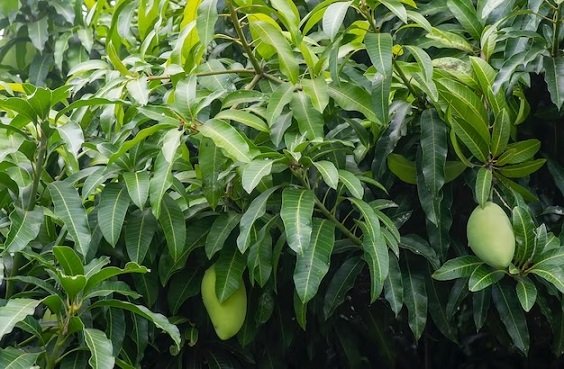 Cây Xoài Cát Hòa Lộc Trưởng Thành Cao 3m 3