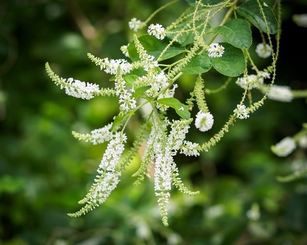 Cây Bạch Trầm Hương 2