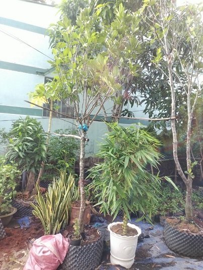 Cây Mít Ruột Đỏ Trưởng Thành Cao 3m 2