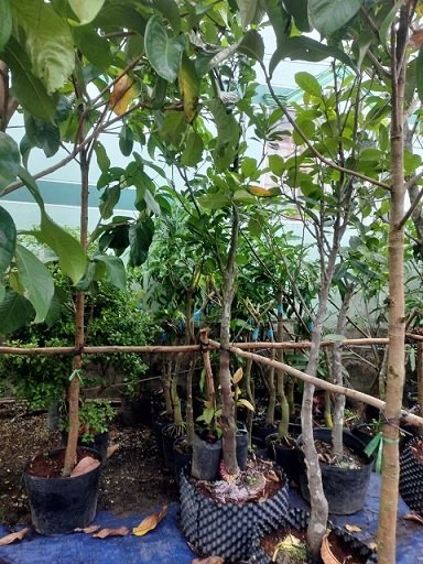 Cây Mít Ruột Đỏ Trưởng Thành Cao 3m 3