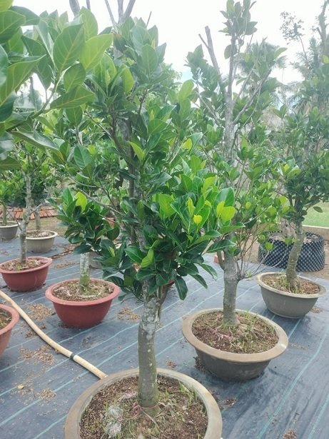 Cây Mít Ruột Đỏ Trưởng Thành Cao 3m