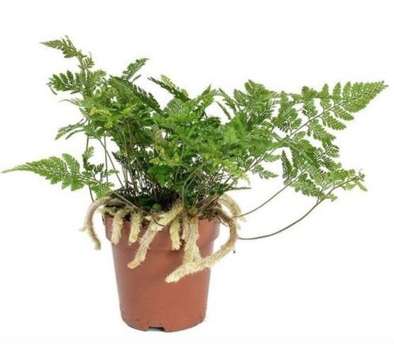 Cây Dương Xỉ Chân Thỏ Trồng Chậu Để Bàn 2