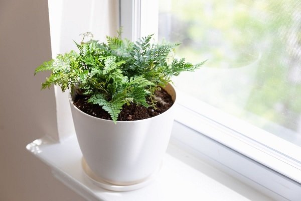 Cây Dương Xỉ Chân Thỏ Trồng Chậu Để Bàn