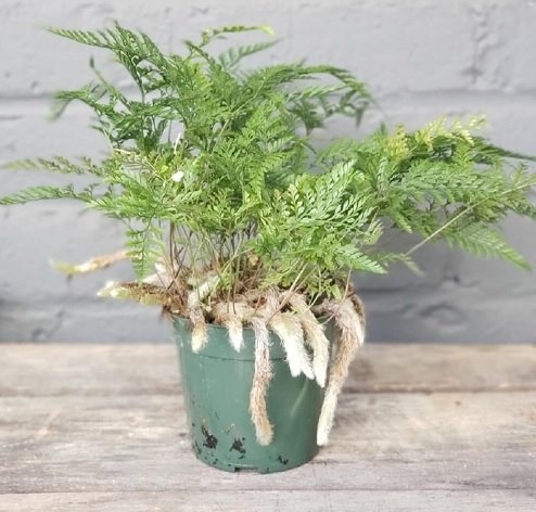 Cây Dương Xỉ Chân Thỏ Trồng Chậu Để Bàn 3
